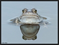 Heikikker, Moorfrog, Rana arvalis Location: Twente, the Netherlands heikikker MG 5602 kopie